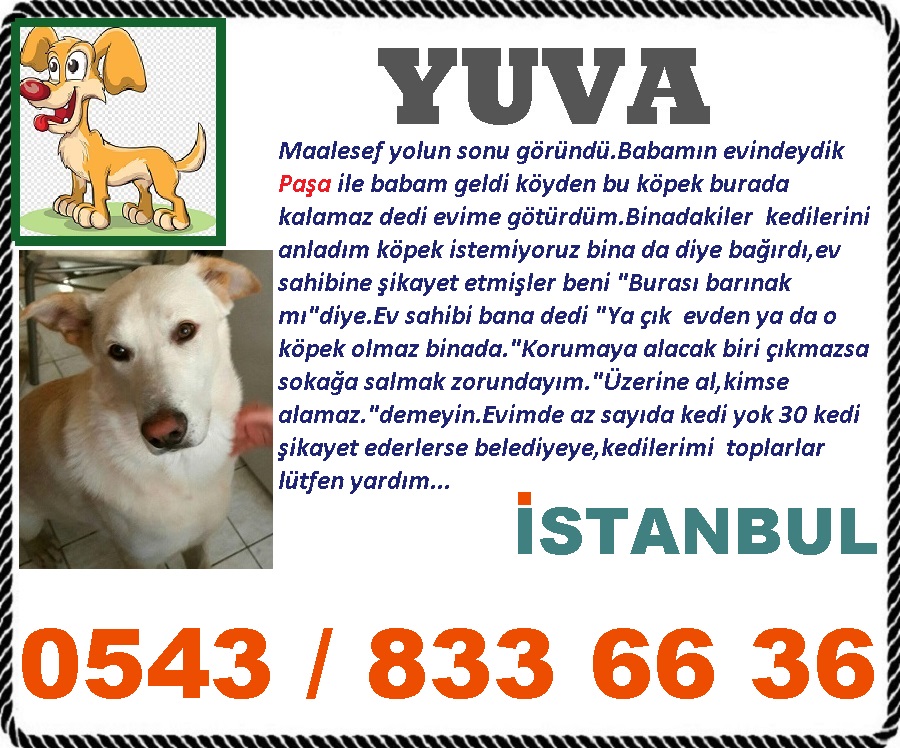 BahadrA51382177's tweet photo. 🐕#ACİLYUVA.....🐕 https://t.co/lsxlhdB0mm