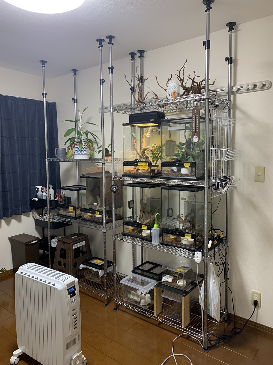 KOTA92213590's tweet photo. 爬虫類部屋の新たに増設したメタルラックに突っ張り棒を設置しました！ https://t.co/igimAuvDV0