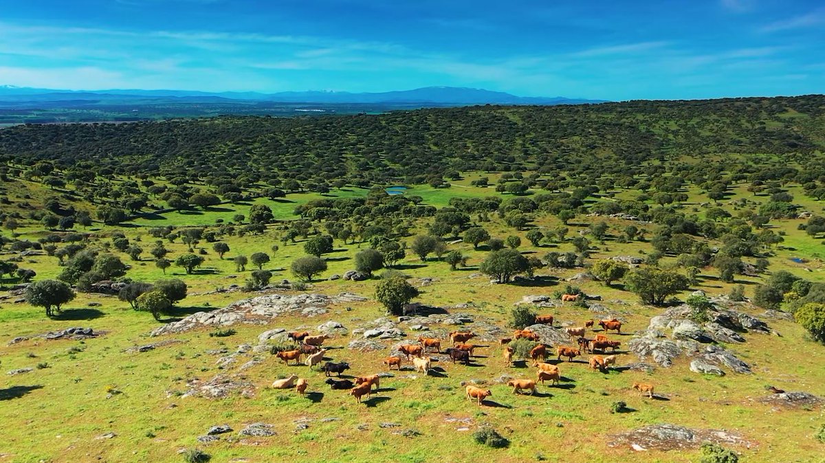 🐮 El Grupo Operativo <a href="/gesvac/">GESVAC 4.0</a>
sigue adelante en busca de una mayor rentabilidad para nuestros ganaderos de vacuno. 

cobadu.com/actualidad/sig…