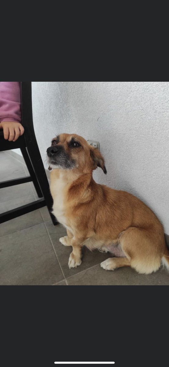 sospelinesprote's tweet photo. URGE ACOGIDA PARA LUNA

Tiene 4 años y pesa 9 kg. Es sociable y cariñosa. Busca una acogida donde puedan dedicarle tiempo ya que sufre ansiedad por separación. 

Urge difusión, gracias https://t.co/xkt08mjwbe