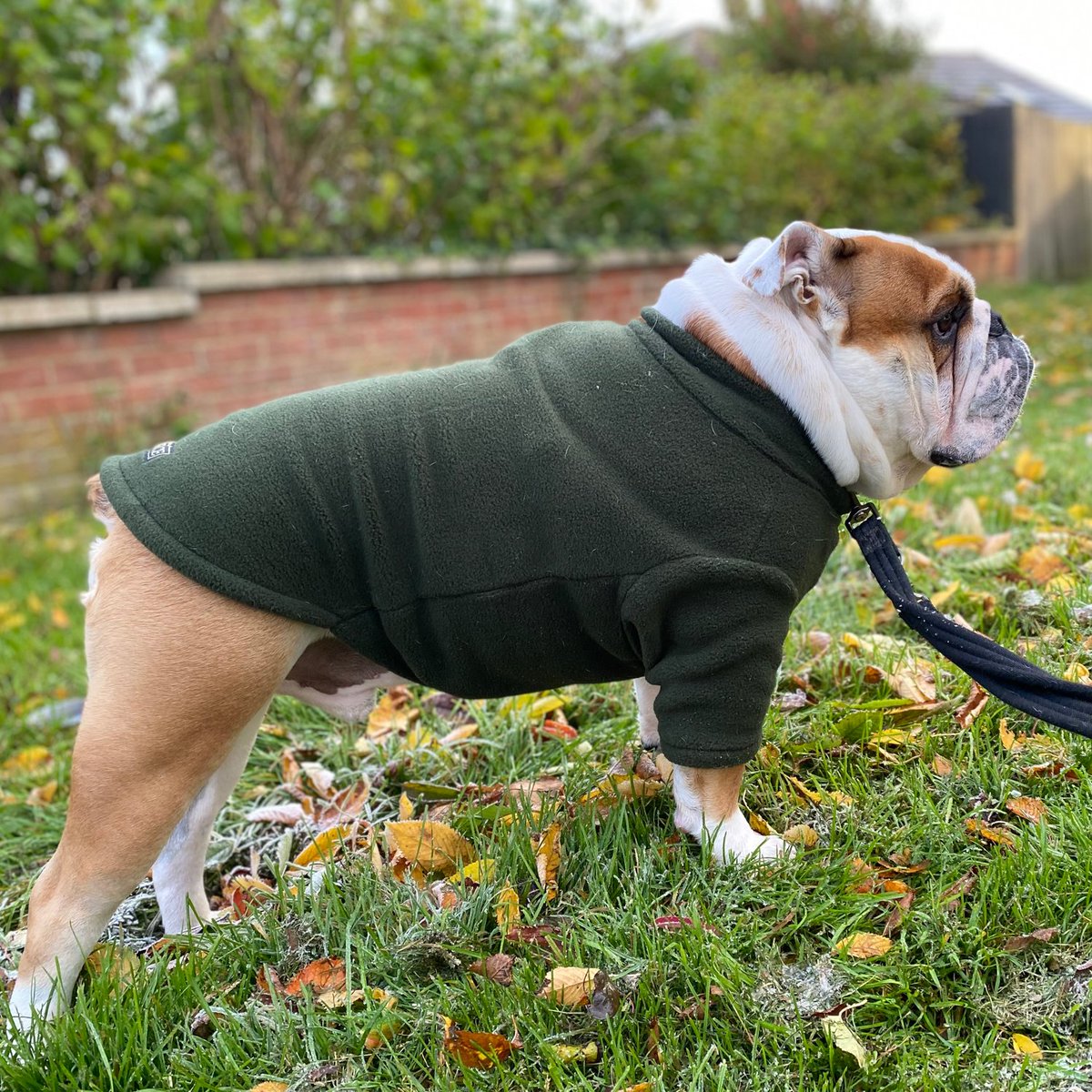 barney_bulldog's tweet photo. Good morning everyone, a very chilly 🥶 #WontLookWednesday here, I love my jumper, but it needs an extra bit to cover my bits!!! Keep warm everyone! ❤️🐶🐾 Barney #BarneyTheBulldog #EnglishBulldog #Bulldog #Wednesday #DogsOfTwitter #DogsOfInstagram #DogTwitter #DogIG #WLW https://t.co/57AToOzY22
