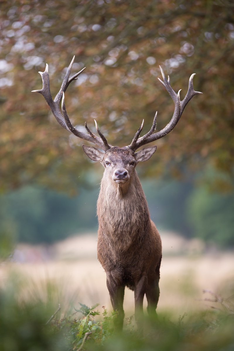 ChasseursFrance's tweet photo. Bonne Saint Hubert à tous ! La chasse est diverse et nos différences sont notre force. Restons unis, solidaires et responsables. Et que son histoire nous rappelle l'éthique avec laquelle nous devons pratiquer notre passion dans le respect de la Nature, des Hommes et des Animaux ! https://t.co/Z8iaqX0ghf