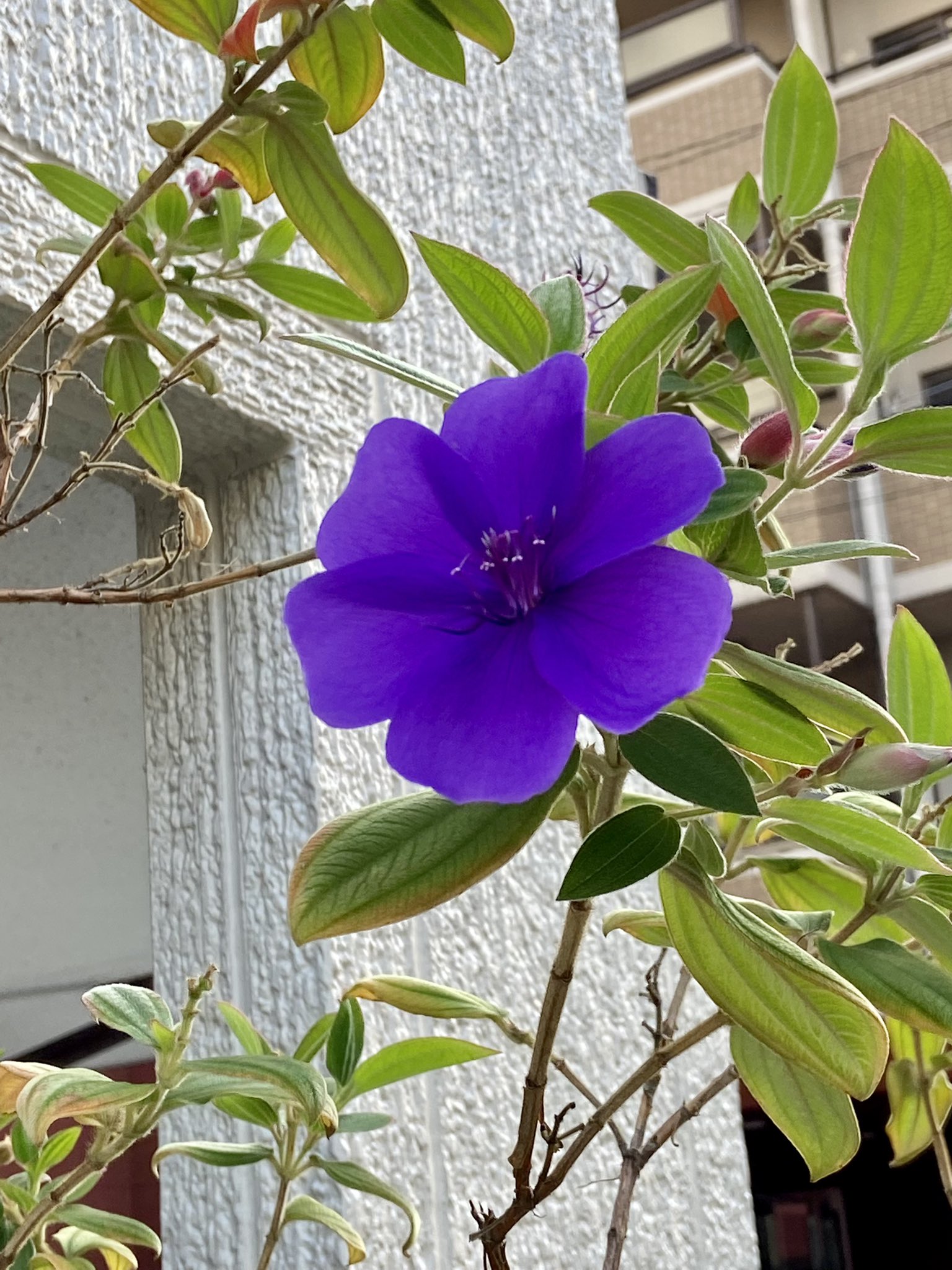 Mari Koreeda Herbconcierge Twitter