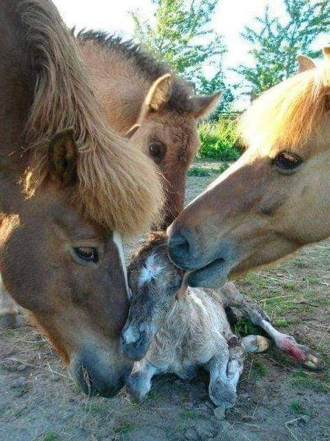 mpezpeleta's tweet photo. "Cuando el amor es verdadero, las palabras son innecesarias".!"When love is true, words are unnecessary".
https://t.co/6Fn0LHAf6r #infhear #naturalezamagica
https://t.co/5V2tfZ9XHg #instintonatural https://t.co/2KaBuVTqsI