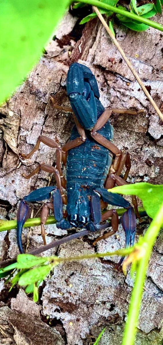 The Royal Lancers tweet media