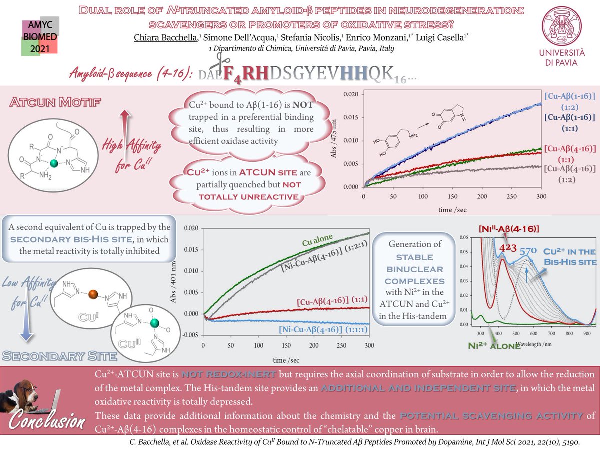 #AMYCBIOMED2021 #MED#CHEM Take a look to my poster about the role of copper complexes with N-truncated amyloid-beta peptides: ROS scavangers or promoters? For more info: doi.org/10.3390/ijms22… ⁦<a href="/amycbiomed/">AMYC-BIOMED 2025</a>⁩