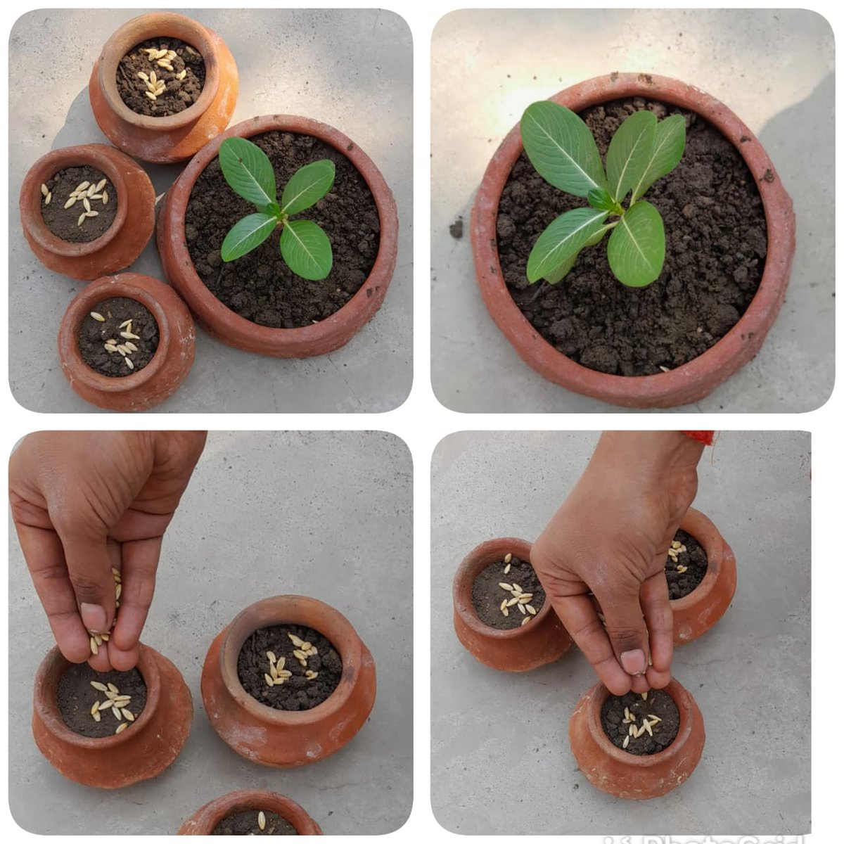 AsmitaChaurasi7's tweet photo. #mysmallgreendipawali
#environmentind #cknkh
#indenvironment
#greendipawali @indienvironment @environment_mp @BhartiyaConnect @ListenKabir @NSSRDBhopal @dkupadhyay62 @udaypratapraj4 @Greenpeace @DrKusumKashyap @DrShikhaNSS @aparnaprajapati @NssBilha @nss_to  @ErAnkittiwari05 https://t.co/HScOZzYD3o