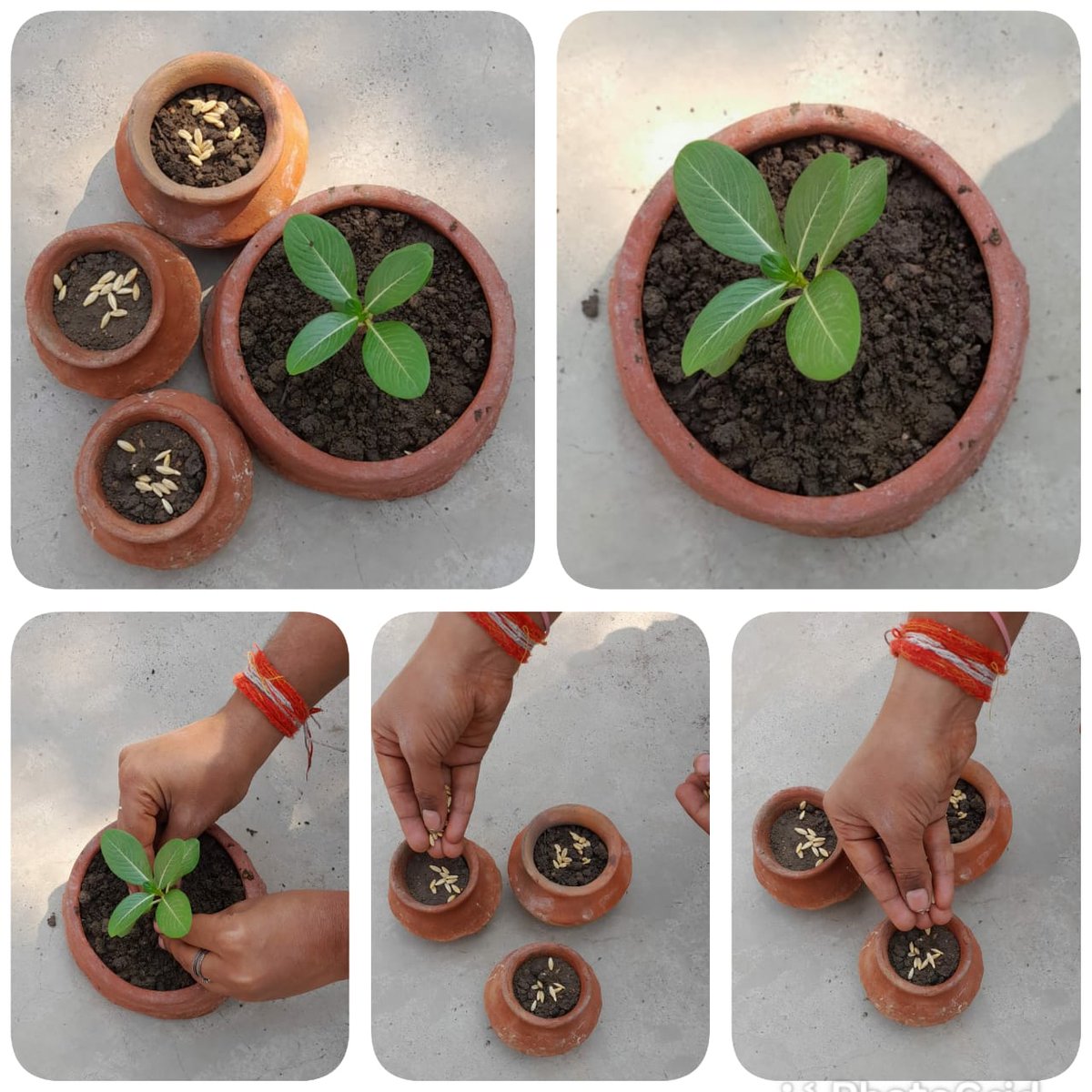 AsmitaChaurasi7's tweet photo. #mysmallgreendipawali
#environmentind #cknkh
#indenvironment
#greendipawali @indienvironment @environment_mp @BhartiyaConnect @ListenKabir @NSSRDBhopal @dkupadhyay62 @udaypratapraj4 @Greenpeace @DrKusumKashyap @DrShikhaNSS @aparnaprajapati @NssBilha @nss_to  @ErAnkittiwari05 https://t.co/HScOZzYD3o