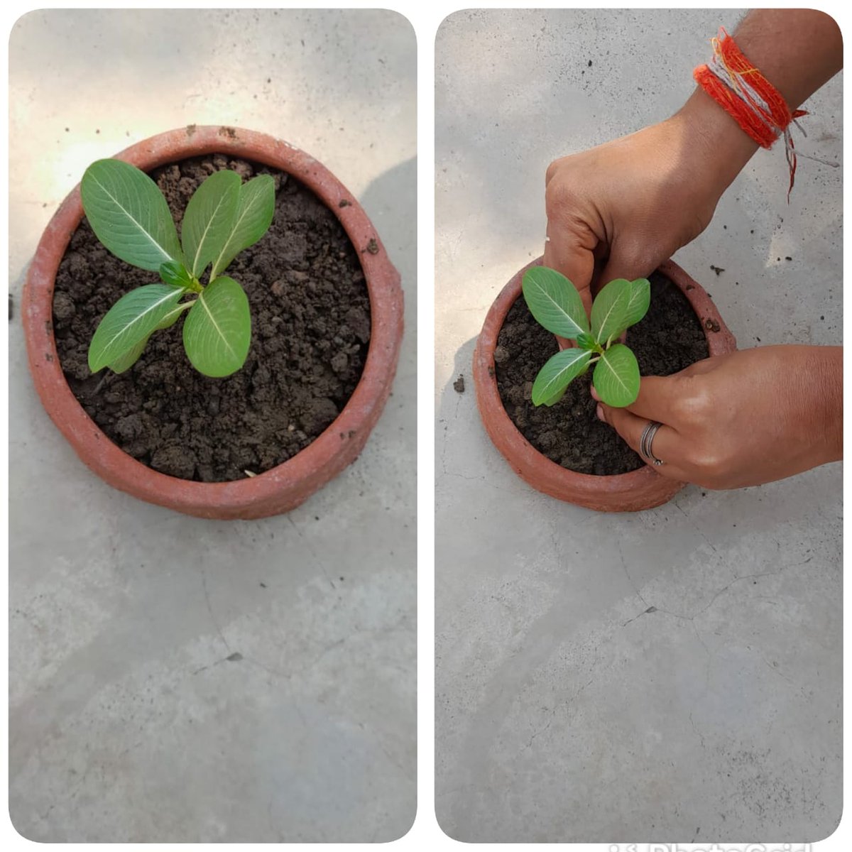 AsmitaChaurasi7's tweet photo. #mysmallgreendipawali
#environmentind #cknkh
#indenvironment
#greendipawali @indienvironment @environment_mp @BhartiyaConnect @ListenKabir @NSSRDBhopal @dkupadhyay62 @udaypratapraj4 @Greenpeace @DrKusumKashyap @DrShikhaNSS @aparnaprajapati @NssBilha @nss_to  @ErAnkittiwari05 https://t.co/HScOZzYD3o