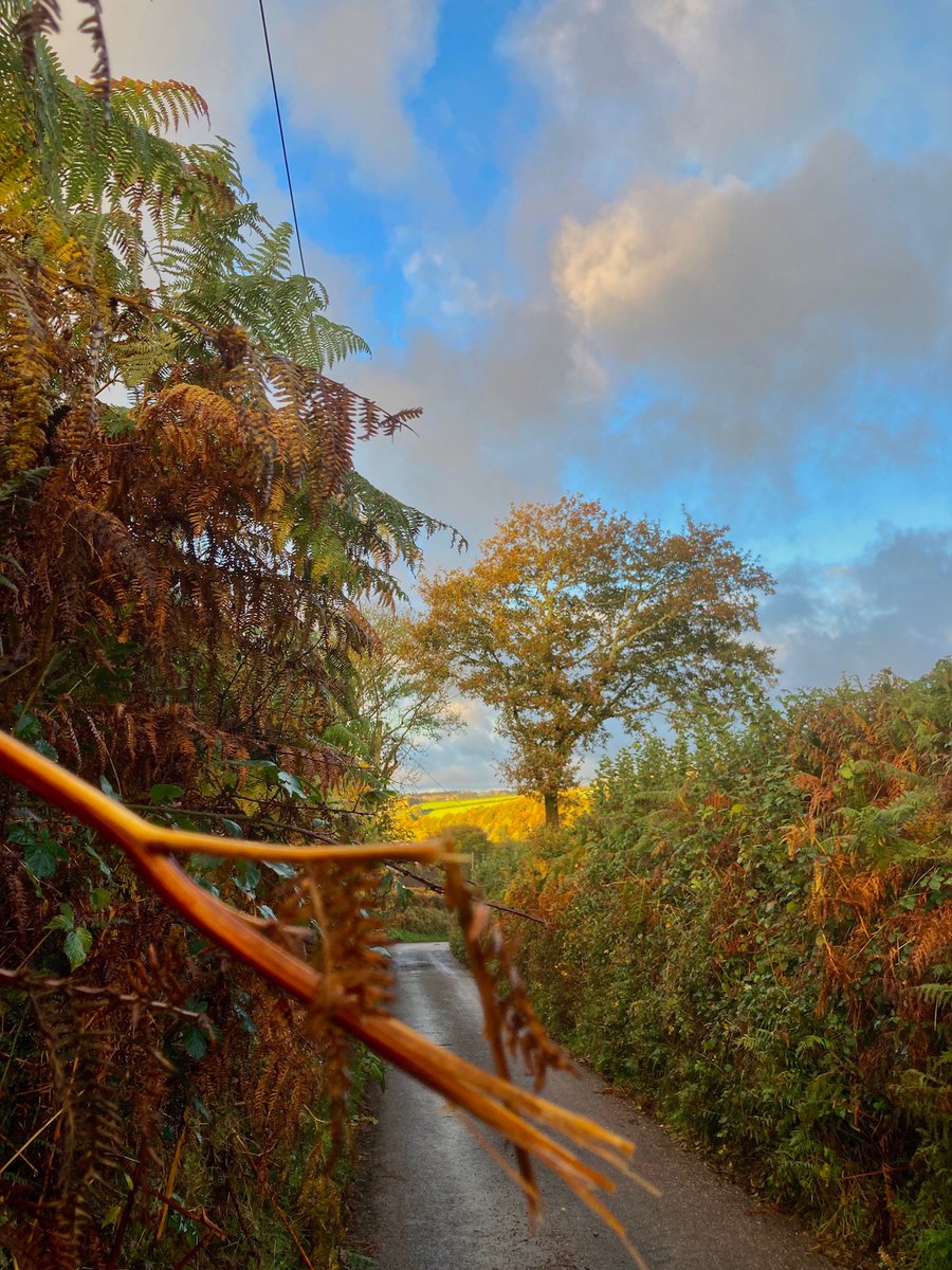 A natural blend of overnight rain and early morning sunlight creates a perfect autumn-shiny picture of a quiet #NorthDevon lane this morning. 
#autumncolours #countrywalks