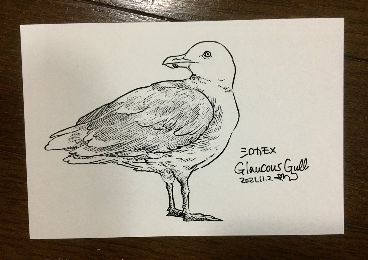 さいきん見た鳥のネットプリント登録してます。今回はシロカモメです。冬の訪れを感じる大好きな鳥!!
セブンで11/10 までプリントできます。よければどうぞ〜
番号:74960004 