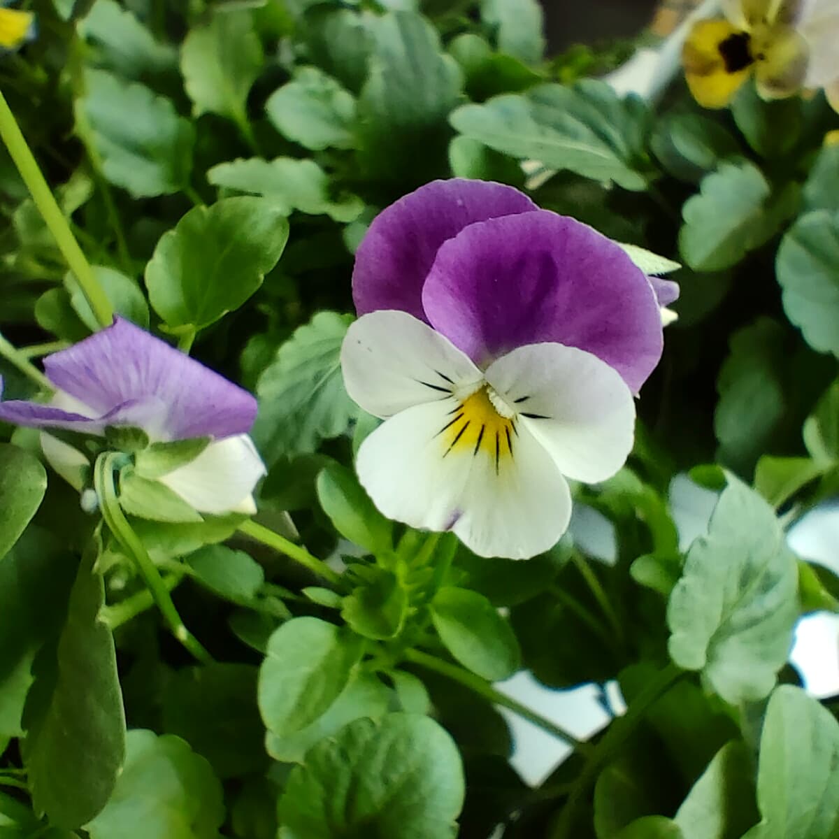 ビオラディージェイ Twitter Search Twitter