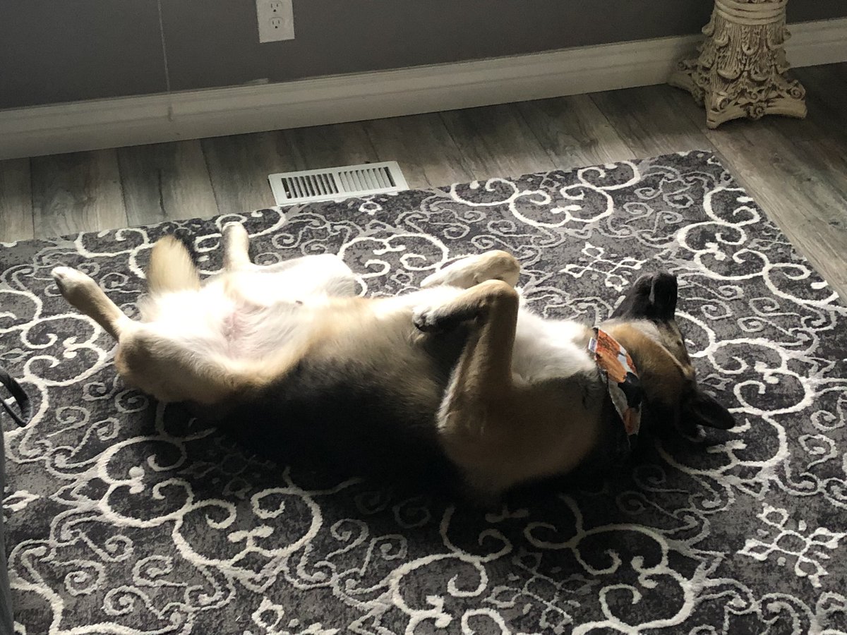 seraeliza's tweet photo. @spookisamyth You forgot Milo https://t.co/giMcG9XFEE
