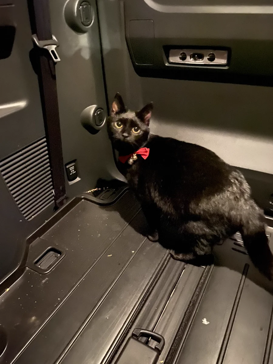 赤いリボンのついた黒猫を鍛治生協にて保護。おそらく妊娠中、情報お待ちしてます。