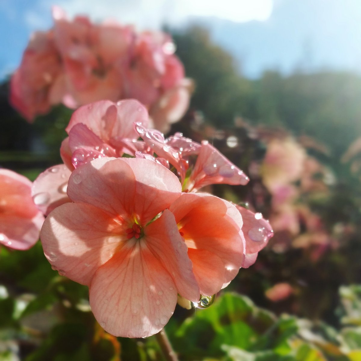MIKADELIA's tweet photo. #2021 #Flowers #Flores #plantas #plants #Bio #Nature #Garden #Jardín #natural #Naturaleza #Fotografía #Photography #Photo #fotografija #Foto #imagen #instantanea #攝影
#instagram #smartphone #city #life #photograph #фотография #写真撮影 #Lichtbild #تصوير https://t.co/ta2Xv8z4aZ