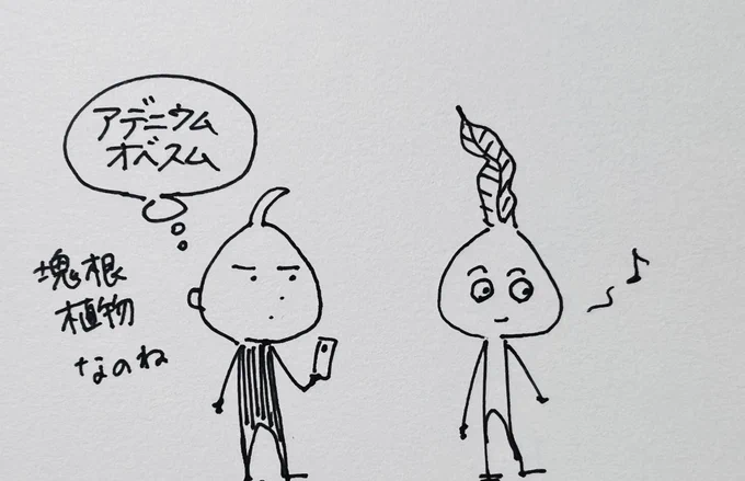 アデニウムオベスム 