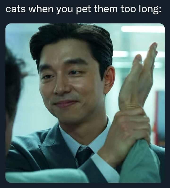 thomashardwick_'s tweet photo. #memes #memesdaily #catmemes #cats #meancat #meankitty #squidgame #memeseason #kitty https://t.co/j9xF2RwJlh