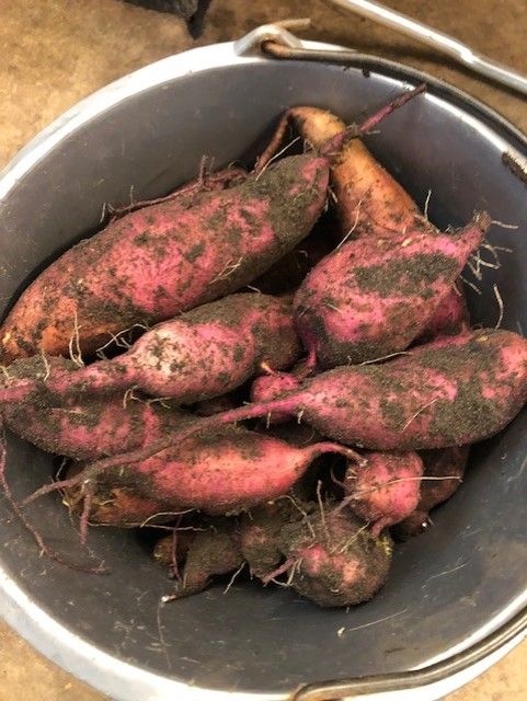 St_WDK's tweet image. Onze moestuin raakt langzaam leeg. Een van de laatste 'verborgen schatten' die we oogstten waren de zoete aardappels. Ze deden het beter dan verwacht!