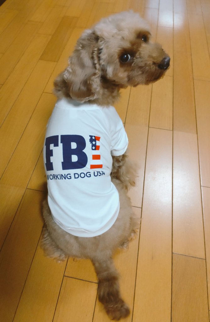 トイプードル クー太 Tomochingaiku Twitter