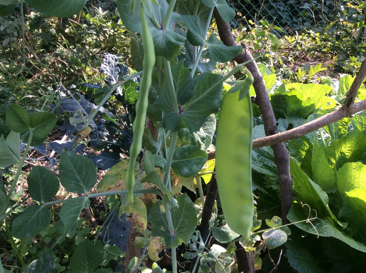 村上大樹 Daikimurakamiii Twitter