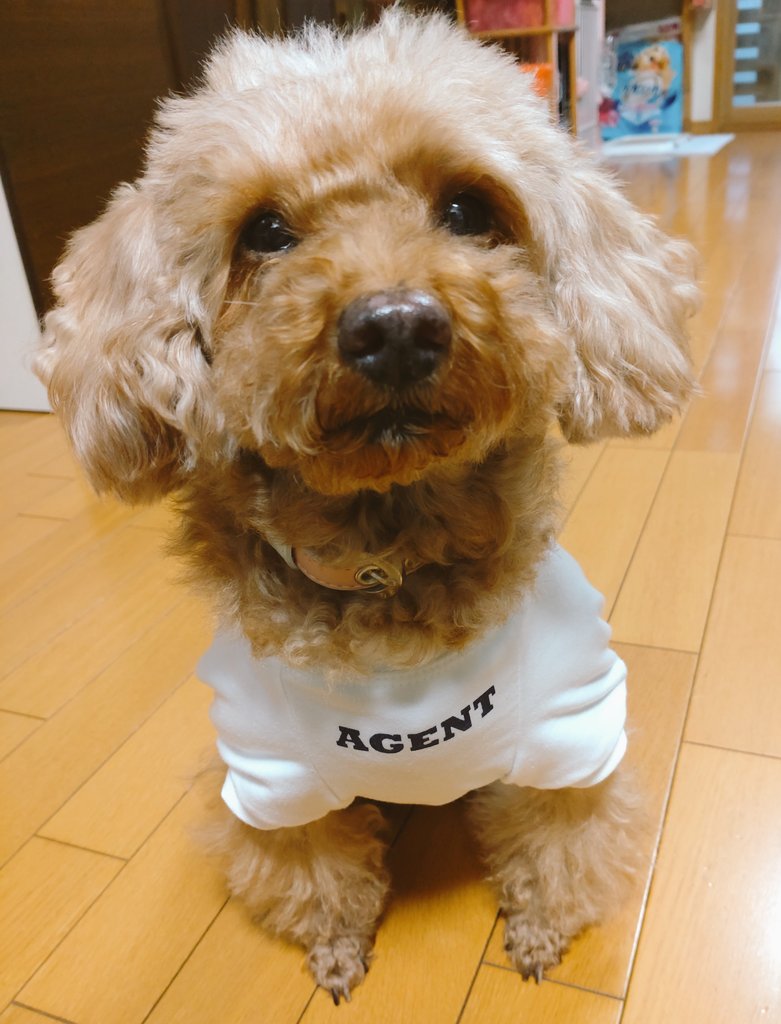 トイプードル クー太 Tomochingaiku Twitter