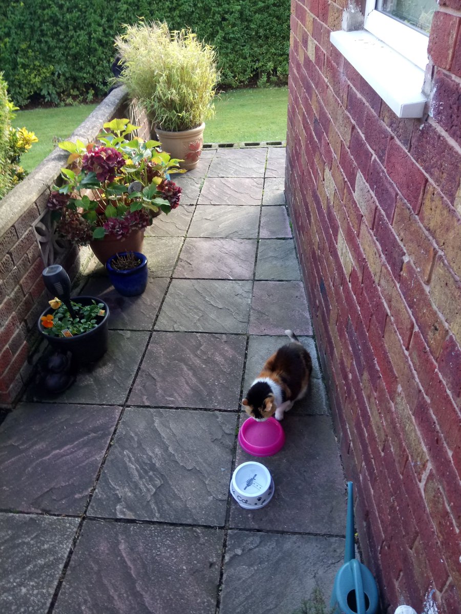 FlossCassie's tweet photo. Orning #Hedgewatch pals! Me &amp; Floss on #pathwatch waiting for any tresspawsers it's thirsty work, Floss then turned her attention to the birbs, it's all go! Luvs Cassie. 🦔🐦🌲🍁💚💚
  #SuperSeniorCatsClub #calicocrew #tuxedocat #cats #CatsOfTwitter #Wednesdayvibe https://t.co/rP3NBnvsNh