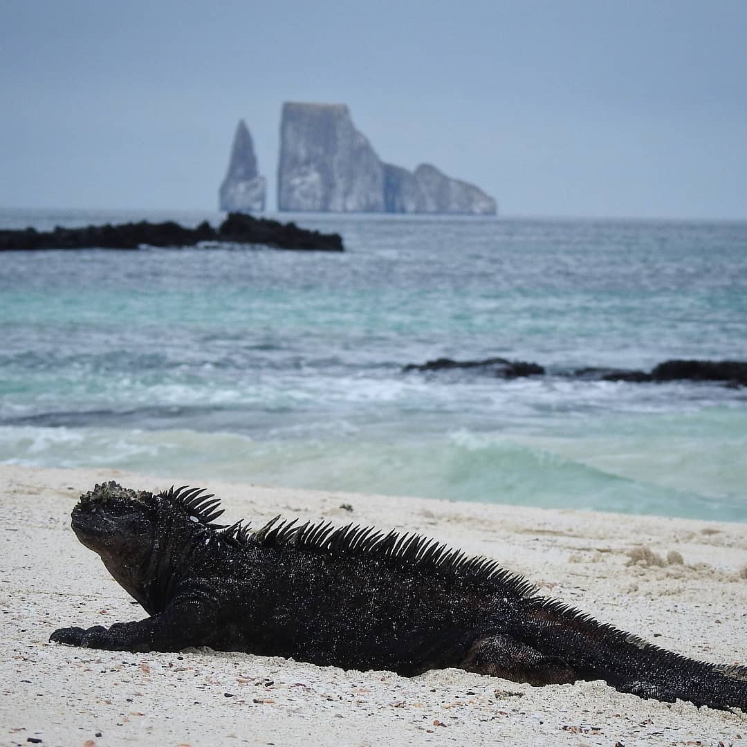 MichaelMoens2's tweet photo. Ecuador announced at #cop26 that it will scale up the protection of the Galapagos Islands with an additional 60.000 km² of marine reserve!

Congratulations Ecuador🇪🇨!!
#galapagos #conservation #success #climateaction #biodiversity https://t.co/QbJOHUJA13