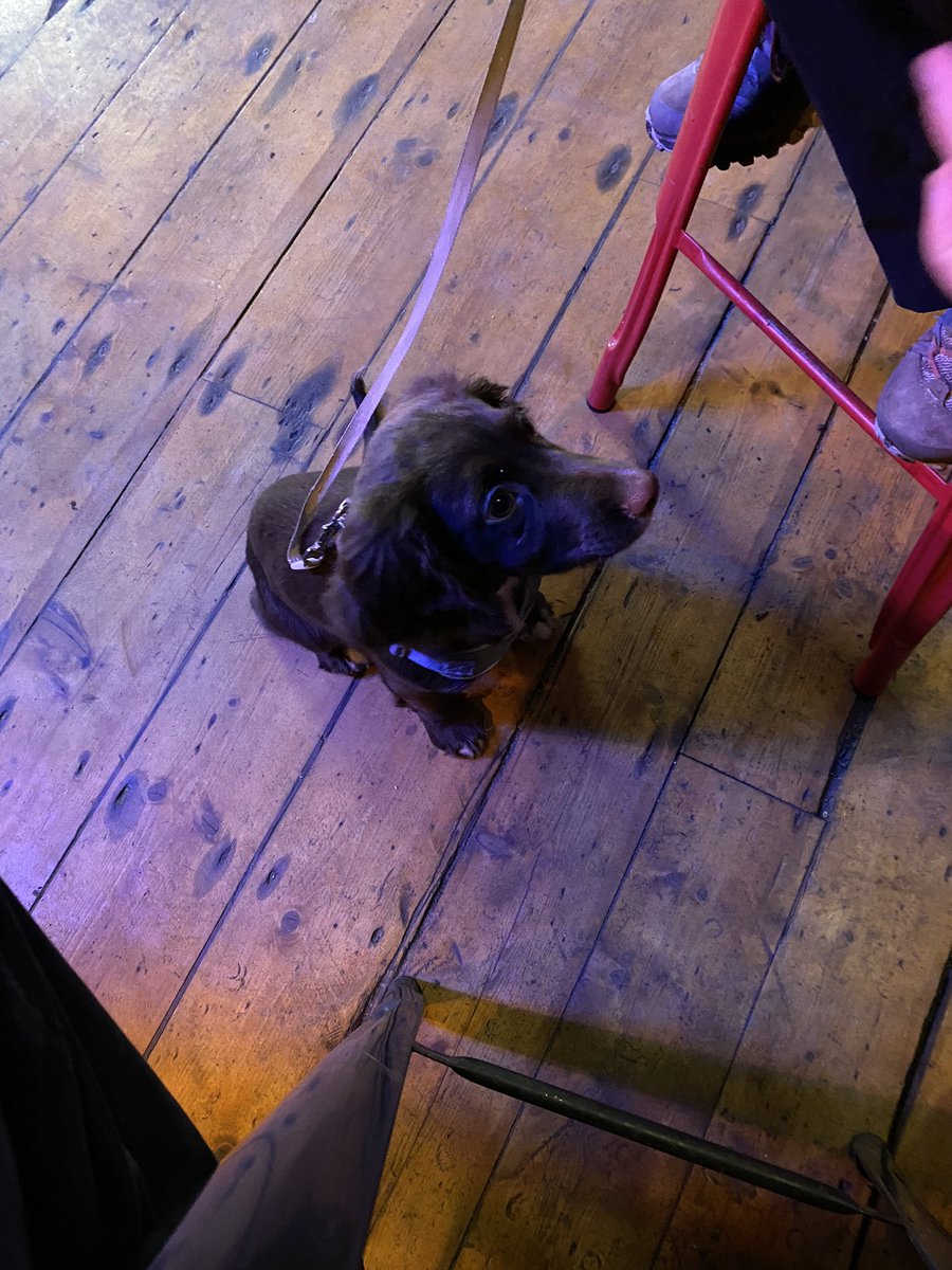 drewmcspy's tweet photo. One year since Fergus first went to the pub. #tynemouth #Newcastle #surfcafe #sprocker https://t.co/U6siHNfQoB