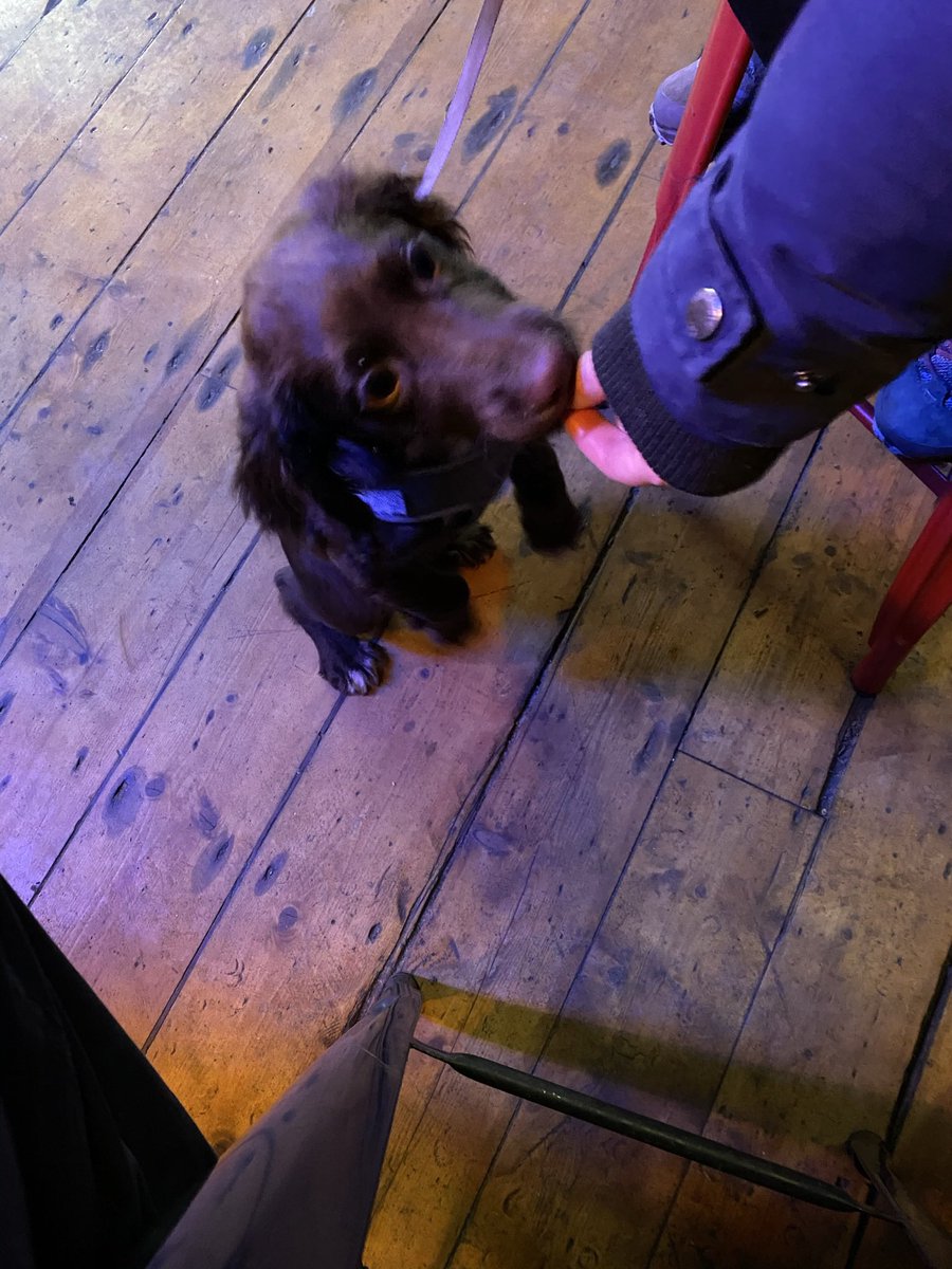 drewmcspy's tweet photo. One year since Fergus first went to the pub. #tynemouth #Newcastle #surfcafe #sprocker https://t.co/U6siHNfQoB