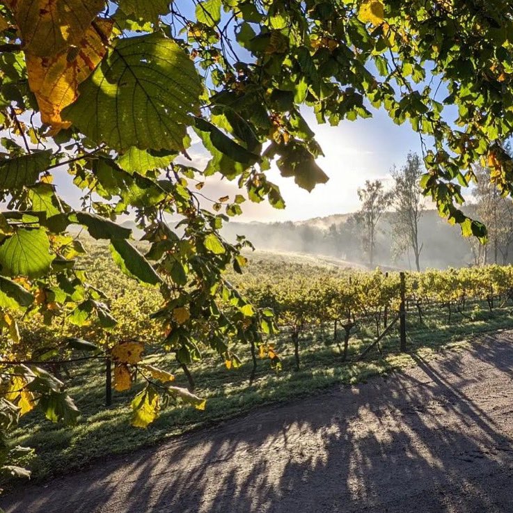 Crisp &amp; frosty start to the day at Biddenden ❄️ Don’t forget, this is the last week you can take one of our Self-Guided Tours this season, so if you’d like to see the vineyard &amp; all the autumn colours, be sure to visit by Saturday!