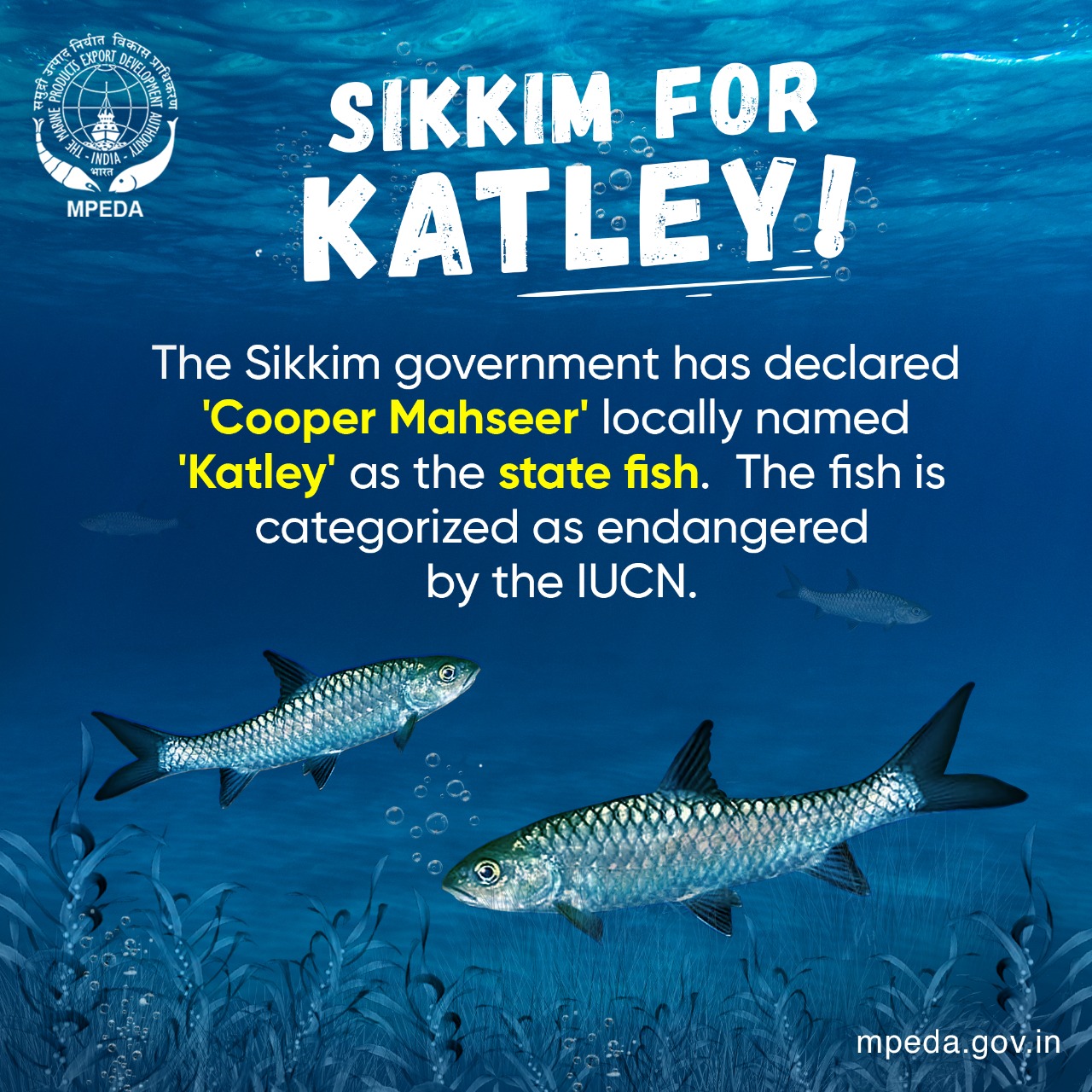 State Fish of Sikkim: Unveiling the Aquatic Jewel 3 State Fish of Sikkim: Unveiling the Aquatic Jewel