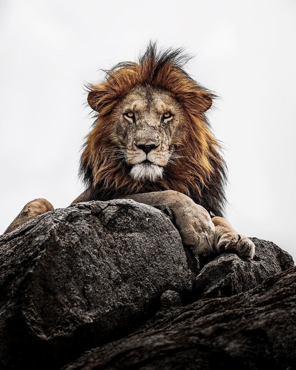 TokenTarzan's tweet photo. We are coming with brilliant team and ideas to deliver for true use case

Stay Tuned.

#Bitcoin https://t.co/fEjHKOOFbG