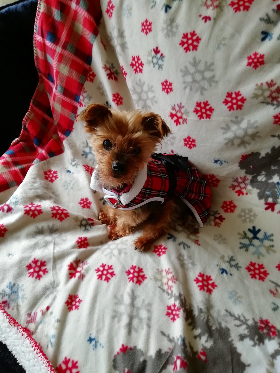 Good morning. My mummy fostered me for end of life care &amp; I'm now 3yrs failed Foster. I'm recovering from having pins removed from my leg at age 18.we Foster disabled dogs &amp; mum makes things to help with vet fees. Please pm if want anything