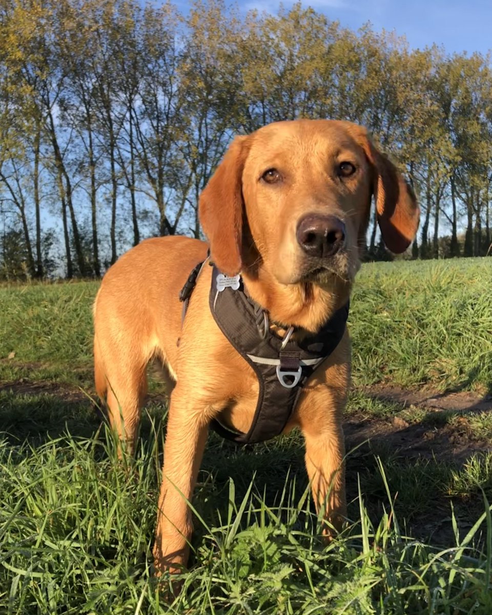 Dylan_the_dog's tweet photo. Hank almost 7 months and already 30kg 😱 https://t.co/2DrXRov2I1