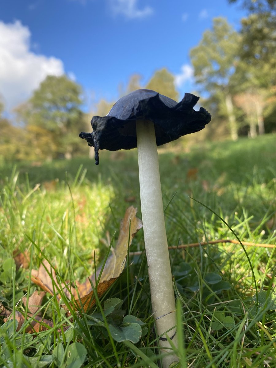 TotallyWildUK's tweet photo. Observing the breaking down of an ink cap up close is pretty spectacular. Absolutely love these autumnal mornings as well. 

#inkcap #autumn #mushroom #nature #outdoors #beautifulday #bewithnature https://t.co/z3oX2FzMfD