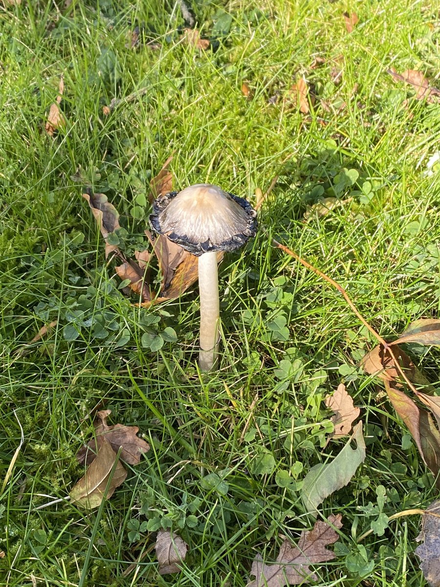 Observing the breaking down of an ink cap up close is pretty spectacular. Absolutely love these autumnal mornings as well. 

#inkcap #autumn #mushroom #nature #outdoors #beautifulday #bewithnature