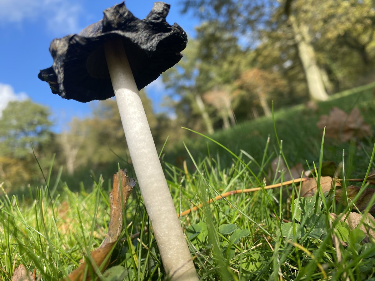 TotallyWildUK's tweet photo. Observing the breaking down of an ink cap up close is pretty spectacular. Absolutely love these autumnal mornings as well. 

#inkcap #autumn #mushroom #nature #outdoors #beautifulday #bewithnature https://t.co/z3oX2FzMfD