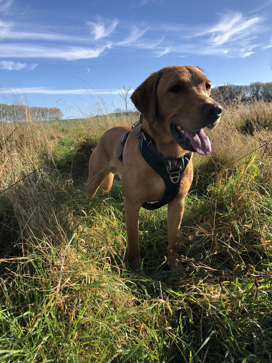 Dylan_the_dog's tweet photo. Dylan 15 months and also 30kg but Mr Muscle 💪 https://t.co/FwEmeFJACT