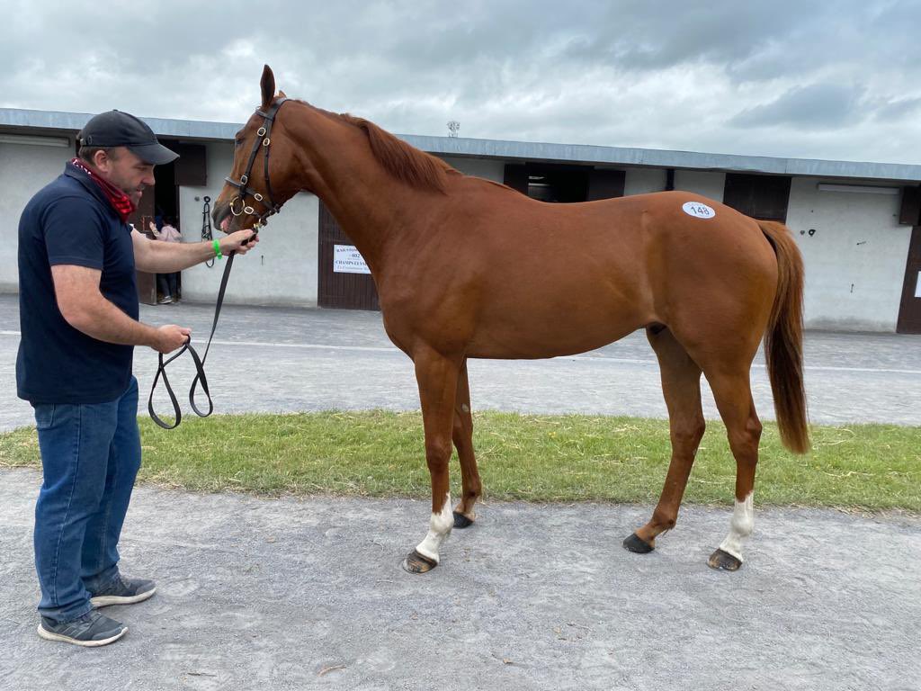 gingearmyracing's tweet photo. 𝐇𝐎𝐑𝐒𝐄 𝐑𝐄𝐀𝐃𝐘 𝐅𝐎𝐑 𝐒𝐘𝐍𝐃𝐈𝐂𝐀𝐓𝐄. 

Our beautiful 3yo Gelding. 

Norse Dancer X Our Pollyanna.

Coming along brilliantly at home and he will be ready to race very soon. 

VERY FEW SHARES STILL AVAILABLE. 

📧: info@gingearmyracing.com
🌎: https://t.co/qtWHYyrZwO https://t.co/Csp0Cl9mBK