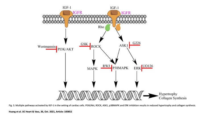 IJC_Heart_Vasc's tweet image. What are mechanisms underlying the effects of IGF-1 on cardiac cellular remodelling? 
Find out more about it here: bit.ly/315aqYl

#Cardiotwitter #TweetTheJournal #Cardiacremodelling #Cardiology
@ELS_Cardiology @ElsevierNews @Dominik_Linz