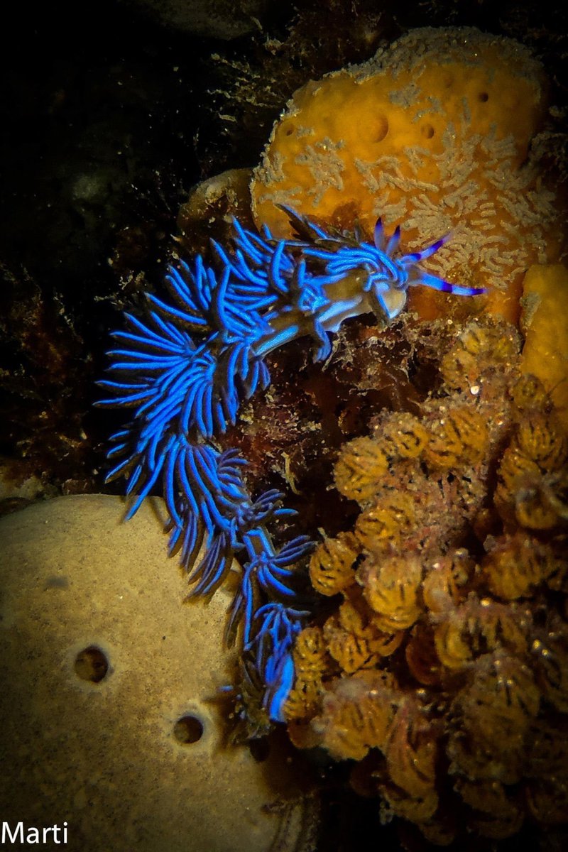 Nudibranch.