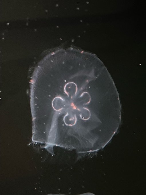 水族館キメてきた!やはり生き物は生鑑賞が最高…… これは興奮して思わず撮ってしまった、生殖腺が五つ・六つのミズクラゲです。 