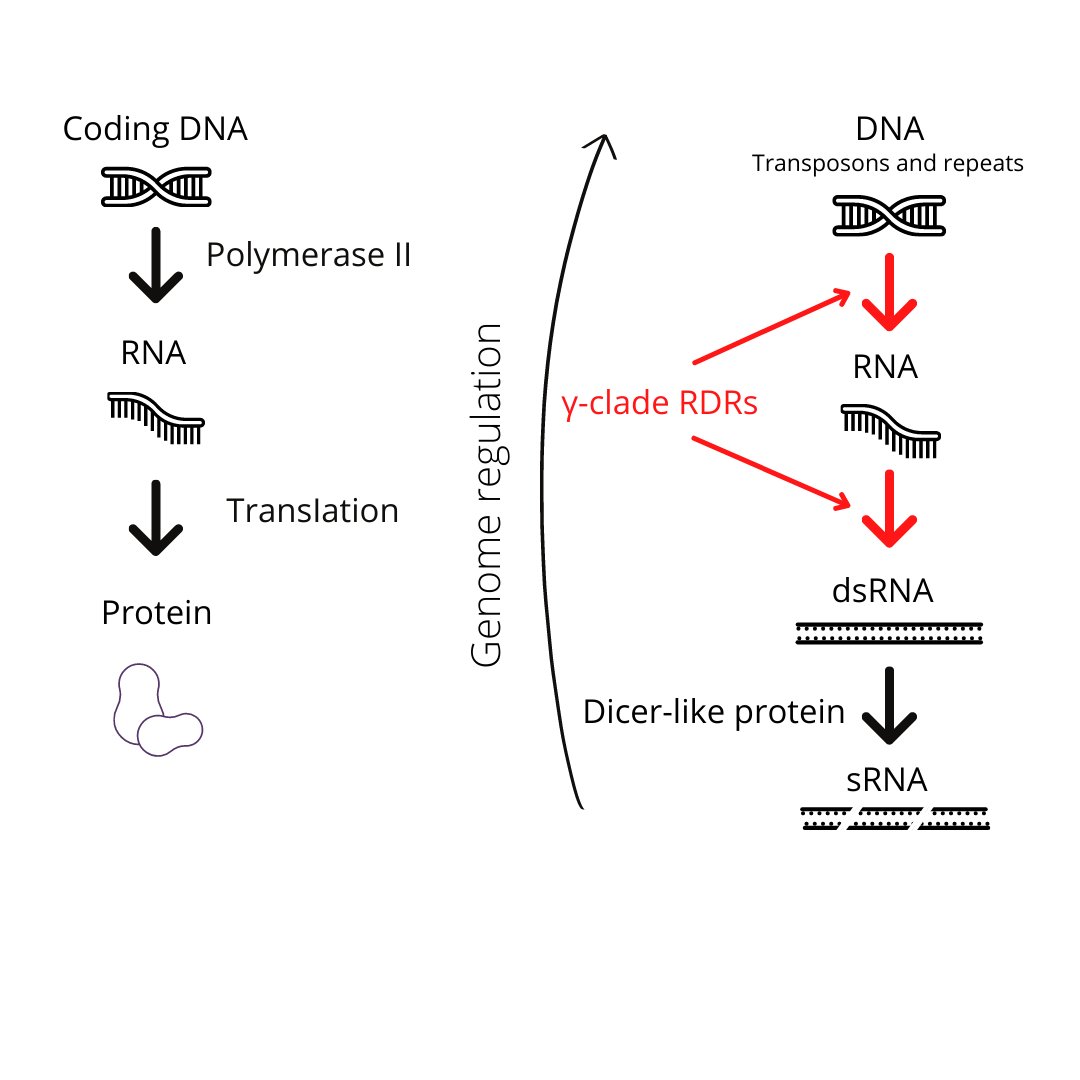 What are γ-clade RDRs? 
A class of #enzymes with an essential role in a previously unknown mechanism of #genome regulation in #plants. 🌱 

Learn what the #Epigenetics Lab at NCBS found about these unique enzymes: 
news.ncbs.res.in/research/gamma… 

 #gene #crop #scicomm