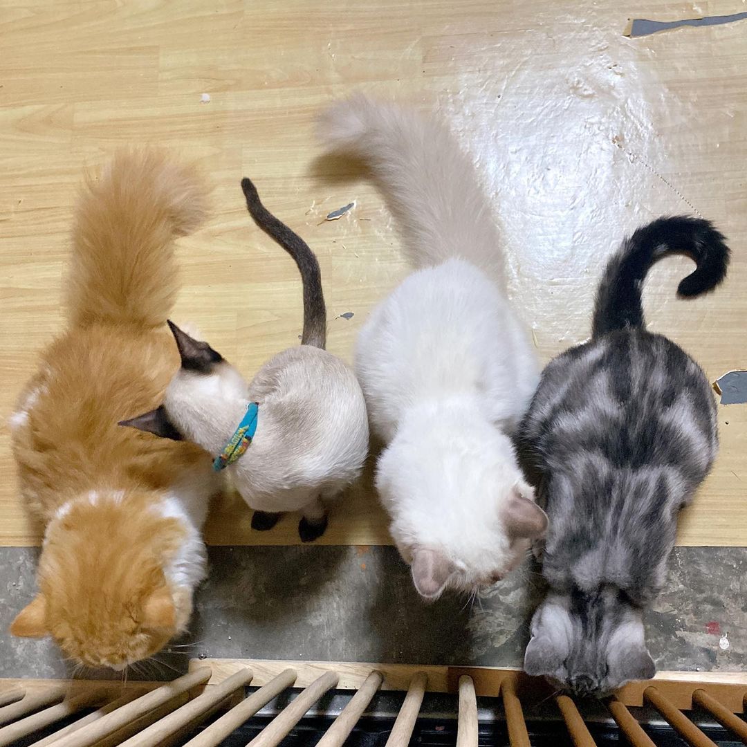 princess48thfc's tweet photo. {👑🐱} https://t.co/yzDusaCerQ
プリンセス

ตัวโตกันหมดแย้ว~♡
ig post : #HomnuanCGM48 
w/ #KiraKiraCGM48 #HeroCGM48 

#TeamPrincess 
#องครักษ์พิทักษ์Princess
#PrincessCGM48 #CGM48
#CatIdolbyCGM48 #Cat #ทาสแมว https://t.co/LXTGUzVGEi