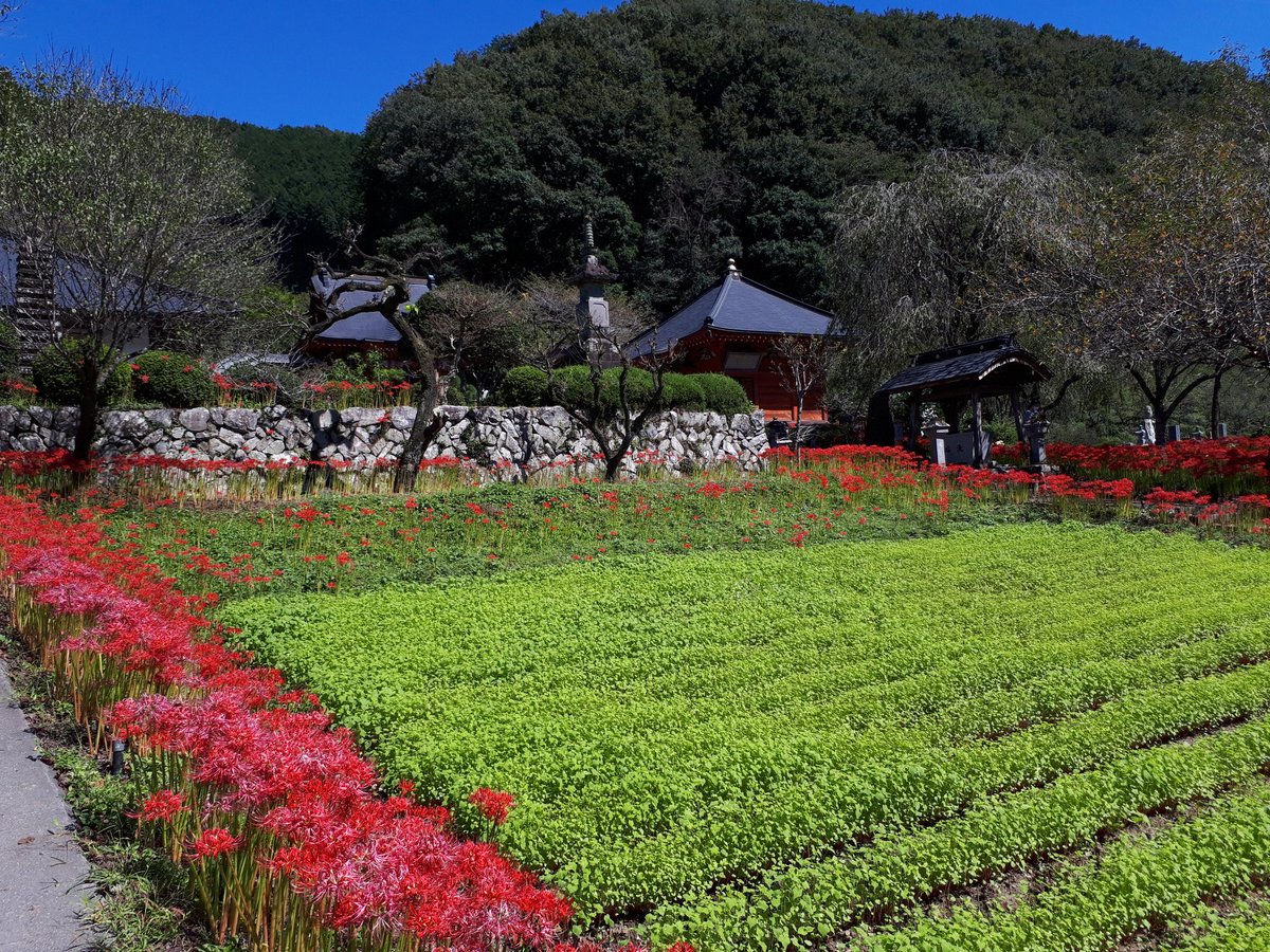 ham_ster121's tweet photo. 1枚目、彼岸花に囲まれているのはソバだそうです
#自然 #風景写真 #花 
#彼岸花 #ヒガンバナ #曼珠沙華 
#リコリス #キリトリセカイ
#写真好きな人と繋がりたい
#写真好きと繋がりたい https://t.co/DUucxeLmT9