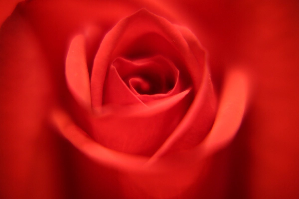 piyohiko_ozaki's tweet photo. OLYMPUS OMD EM5MK2
30mm F1.4 EX DC HSM
KenkoクローズアップレンズNo.10
バラの花びらって
何枚か知ってますか?
#マクロ
#ミクロ
#接写
#bestjapanpics
#Nostagraph
#ダレカニミセタイケシキ
#キリトリセカイ
#ファインダー越しの私の世界
#ノスタグラフ https://t.co/NqrraptCq4