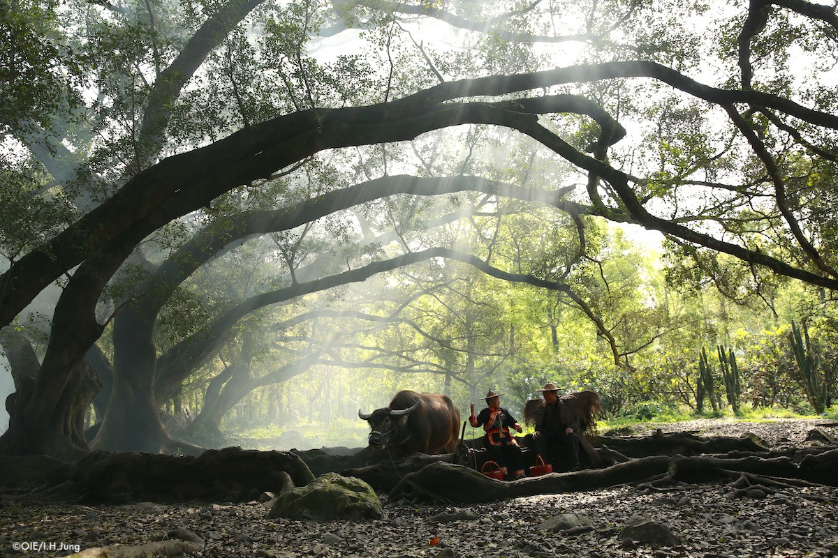 It’s World #OneHealth Day! Let’s remember that:

🐮 Animal health matters. 🐮
🧑 Human health matters. 🧑
🍃 Environmental health matters. 🍃

One Health 🌐 is needed now to build a healthier, more #sustainable world.