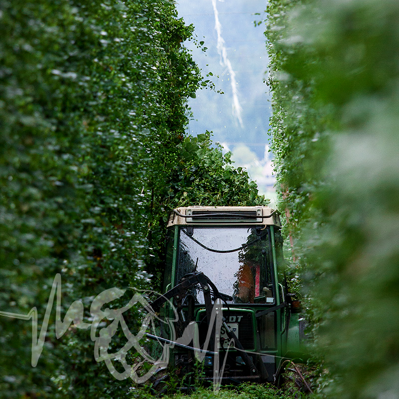BarthHaasX's tweet photo. We want to go where they're going... who's with us? #hopfields #hops #hopharvests #crafthops #hopwednesday #goingonanadventure https://t.co/COBbe434Id