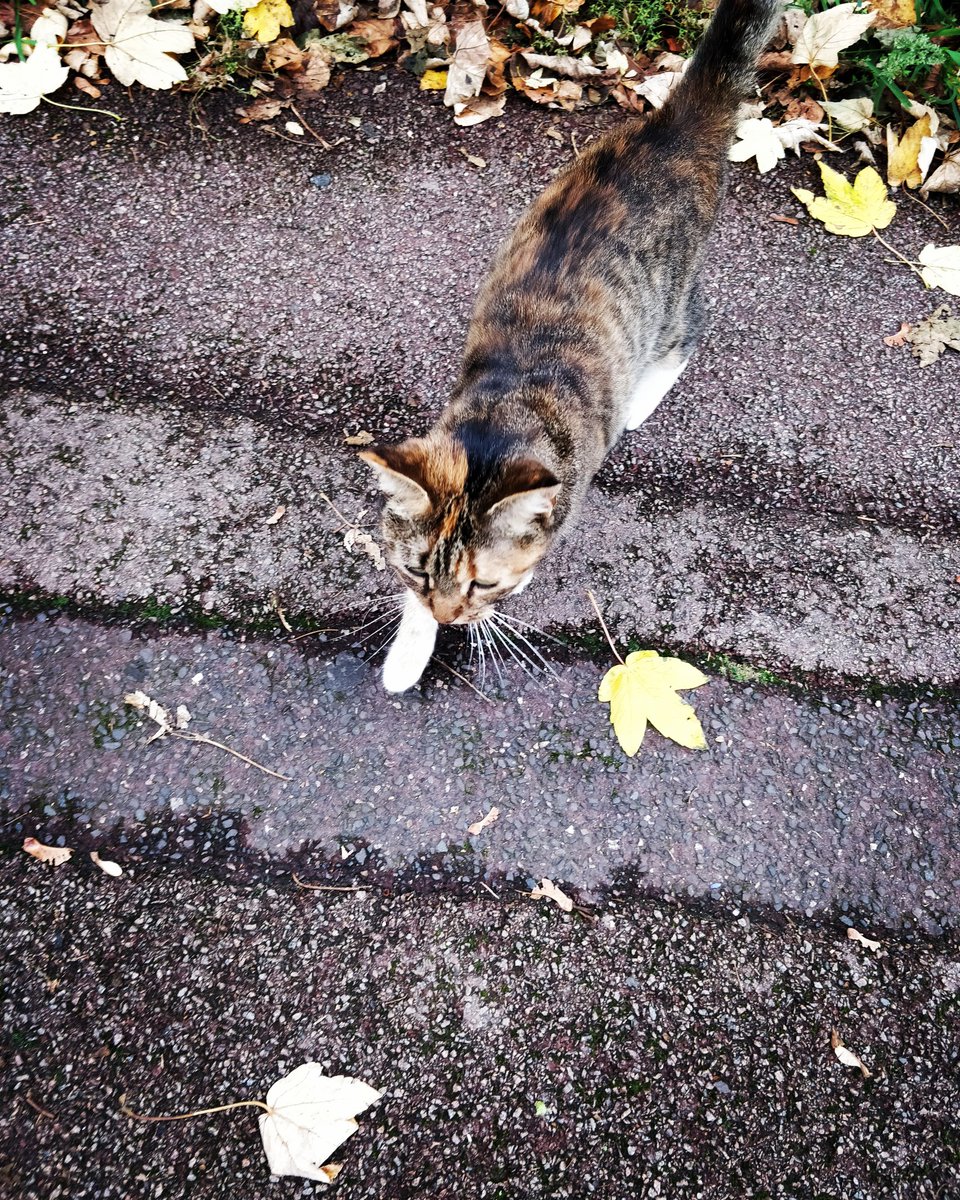 agnitha7's tweet image. #morning #3rdnovember #πρωινή_συνάντηση #morningmeeting #catlover #catlife🐾 #catsruletheworld #walking #walk #anotherday #φθινόπωρο #autumn🍁 #november #colors #morning_vibes #moodoftheday  #wednesday #wednsdaymood #goodvibes #fall #fallvibes  #photooftheday #photos_of_twitter