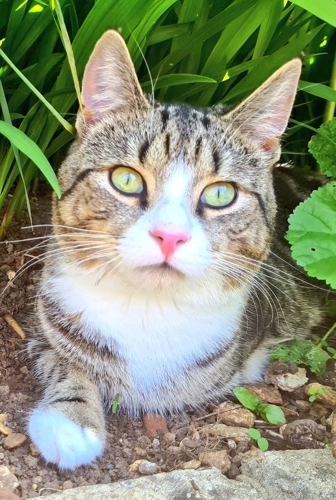 thekittenwinksy's tweet photo. Hi everyone, reply with pictures of your cats and pets and il retweet them, and see if we can get 100 likes at least per picture, Have a great Wednesday  x love Winksy x https://t.co/CpAcTFPW9g